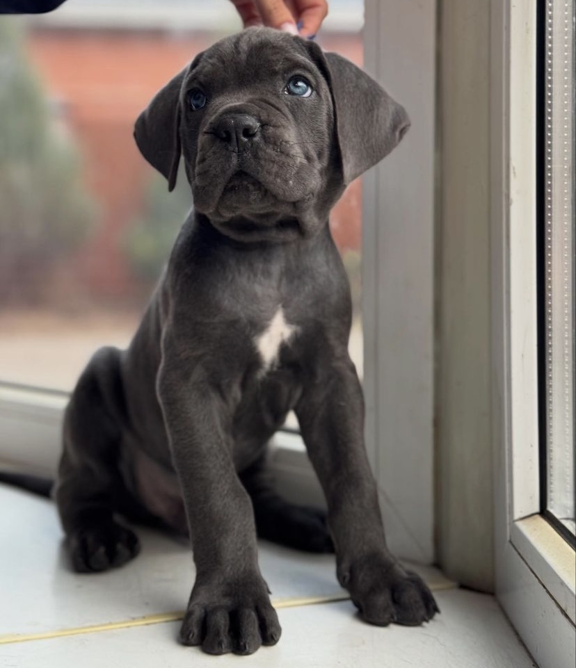 handsome boy with blue eyes