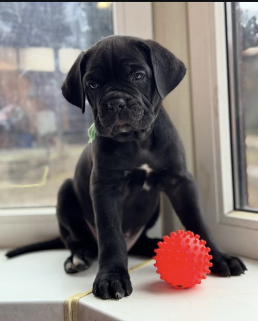 handsome black boy with brown eyes
