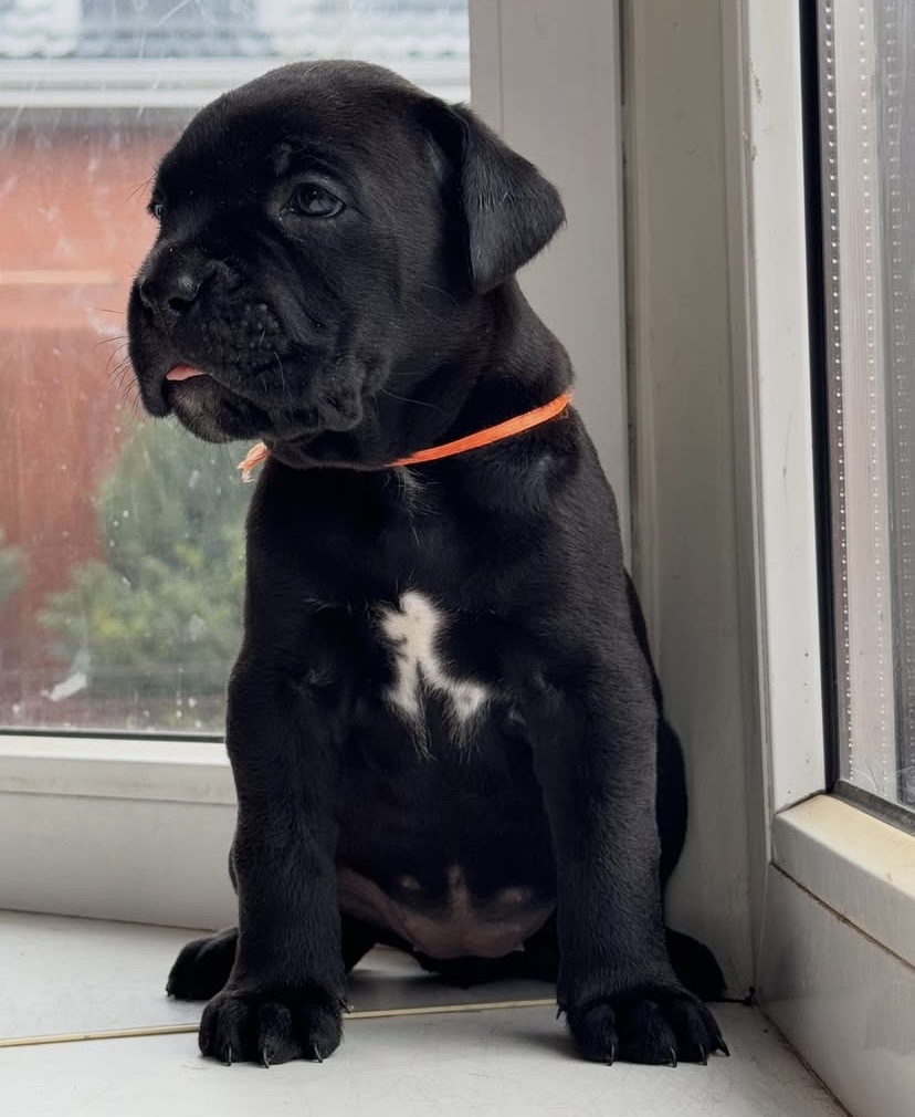 This is a beautiful black girl with lovely brown eyes