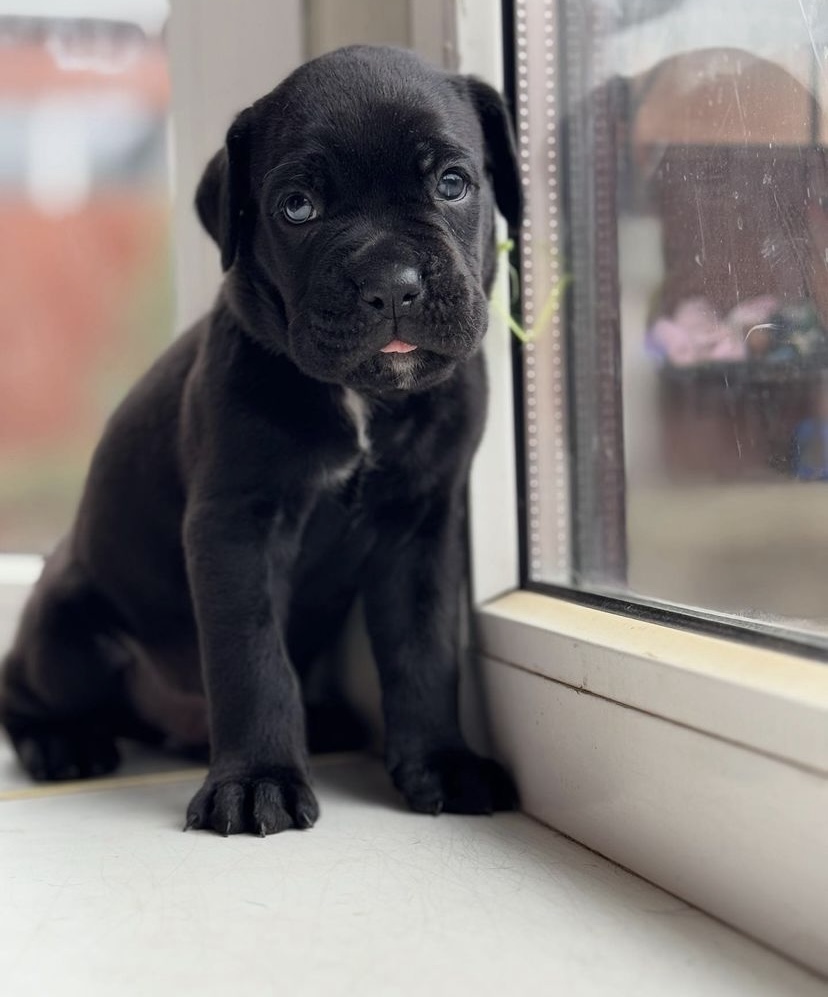 handsome smooth black boy with a vertical white stripe on chest